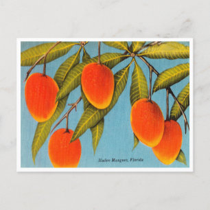 Vintag Haden Mangos, Florida Travel Postcard Postkarte
