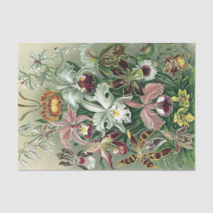 Vintag Haeckel farbiges Orchid Lithoster Seidenpapier