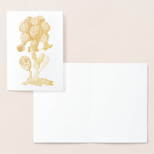 Vintag Haeckel Folienkarte