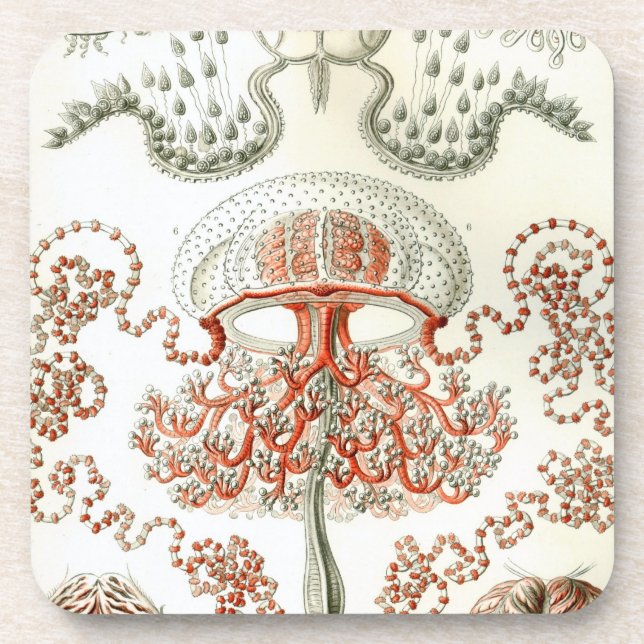 Vintag Haeckel Getränkeuntersetzer (Vorderseite)