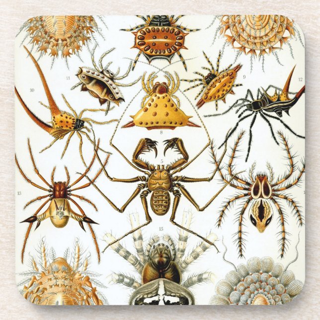 Vintag Haeckel Getränkeuntersetzer (Vorderseite)