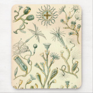 Vintag Haeckel Mousepad