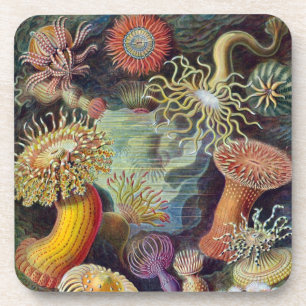 Vintag Haeckel Sea Anemone Getränkeuntersetzer