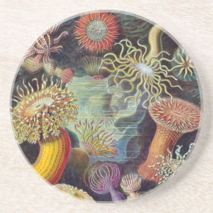 Vintag Haeckel Sea Anemone Getränkeuntersetzer