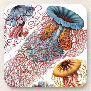 Vintag Haeckel Untersetzer