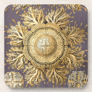 Vintag Haeckel Untersetzer
