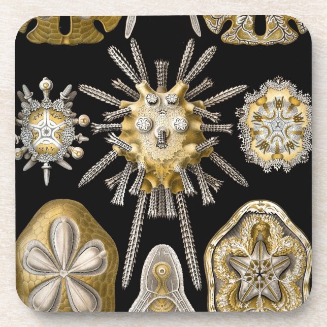Vintag Haeckel Untersetzer (Vorderseite)