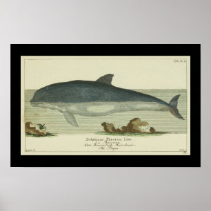 Vintag Harbour Porpoise Print Poster