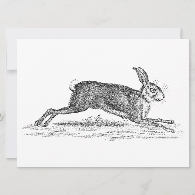 Vintag Hare Bunny Rabbit 1800s Illustration (Vorderseite)