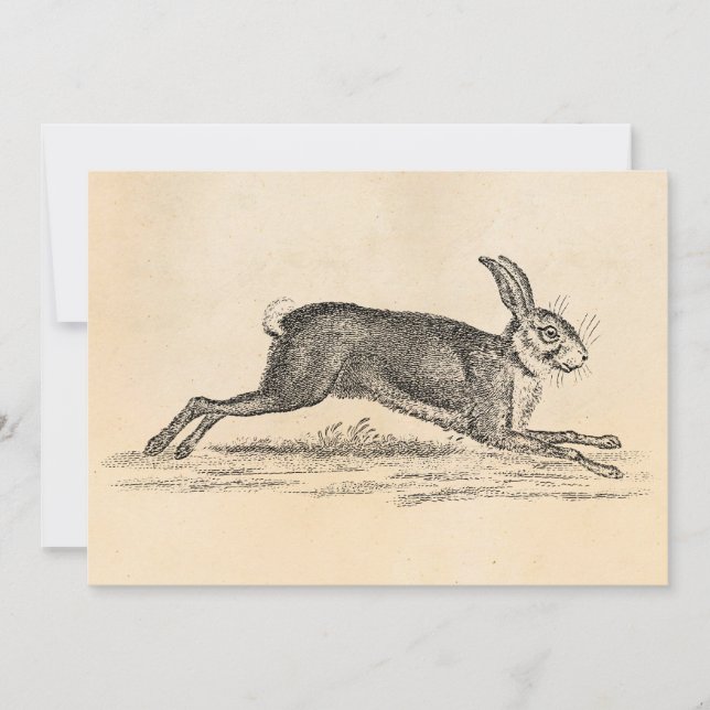 Vintag Hare Bunny Rabbit 1800s Illustration (Vorderseite)
