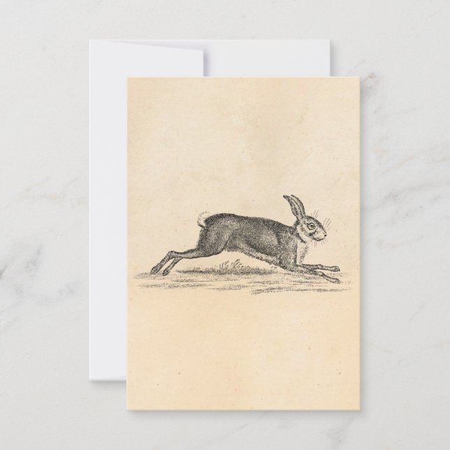 Vintag Hare Bunny Rabbit 1800s Illustration (Vorderseite)