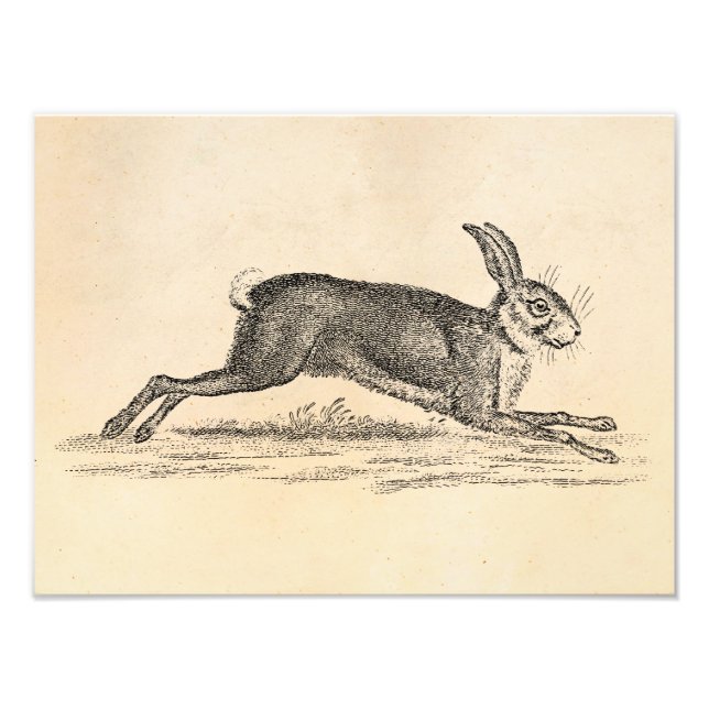 Vintag Hare Bunny Rabbit 1800s Illustration Fotodruck (Vorne)
