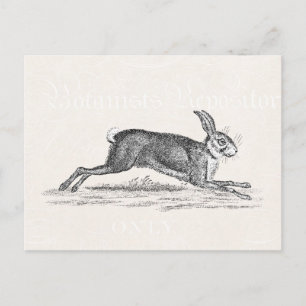 Vintag Hare Bunny Rabbit Illustration - Kaninchen Postkarte