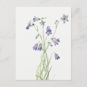 Vintag Harebell Blume Postkarte