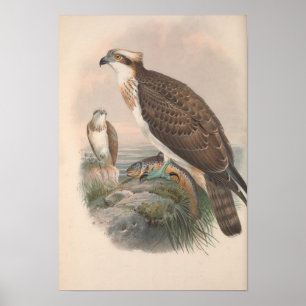 Vintag Hawk Fish Bird Poster