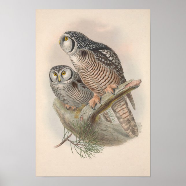 Vintag Hawk Owl Bird Poster (Vorne)