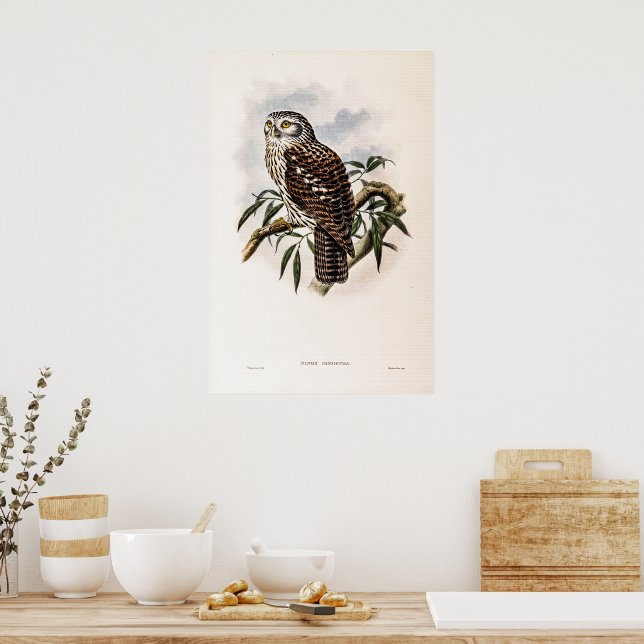 Vintag Hawk-Owl von John Gould Poster (Küche)
