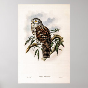 Vintag Hawk-Owl von John Gould Poster