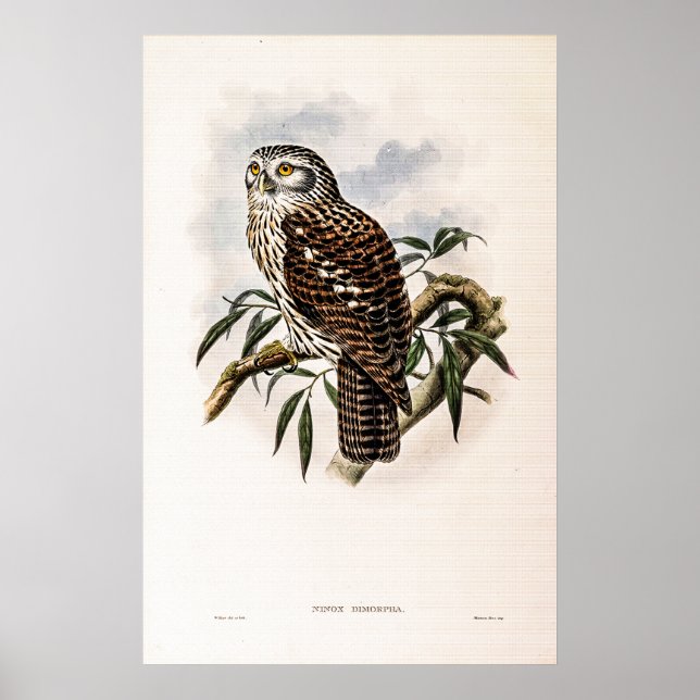 Vintag Hawk-Owl von John Gould Poster (Vorne)