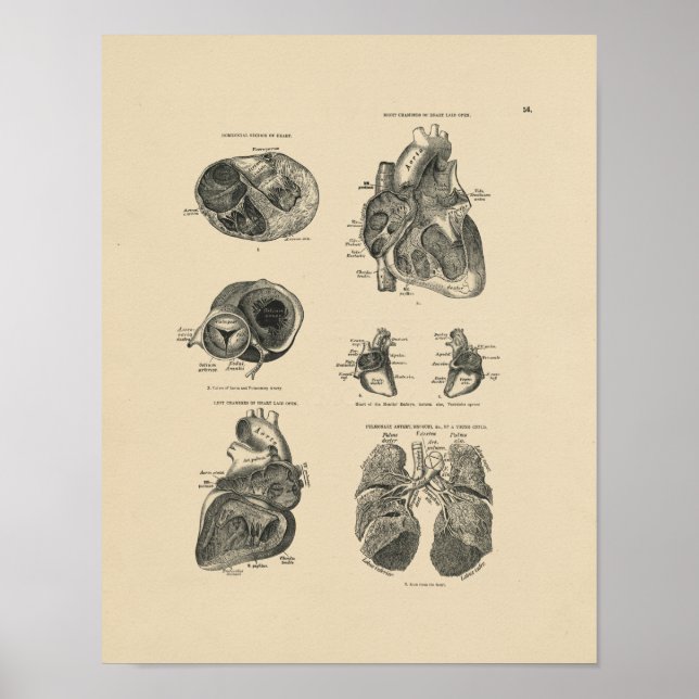 Vintag Heart Lung Anatomy 1880 Print Poster (Vorne)