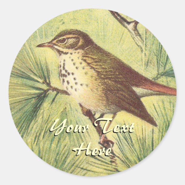 Vintag Hermit Thrush Stickers (Vorderseite)