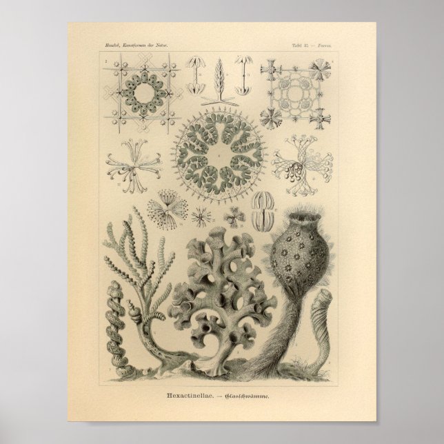 Vintag Hextinellae Color Ernst Haeckel Print Poster (Vorne)