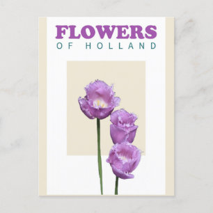 Vintag Holland Niederlande Lila Tulips Travel Postkarte