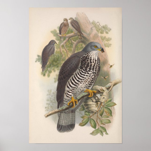 Vintag Honey Buzzard Bird Poster (Vorne)