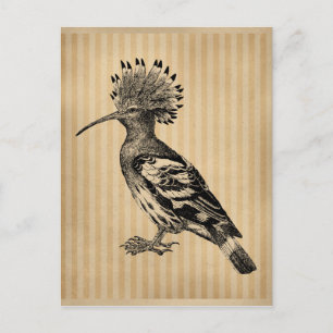 Vintag Hoopoe Bird Postkarte