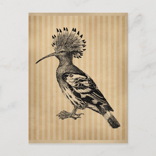 Vintag Hoopoe Bird Postkarte (Vorderseite)