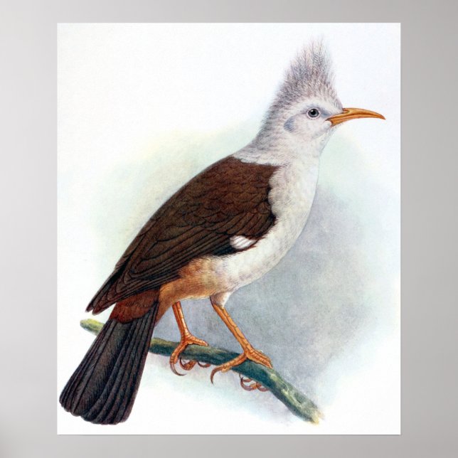 Vintag Hoopoe Starling Bird Poster (Vorne)
