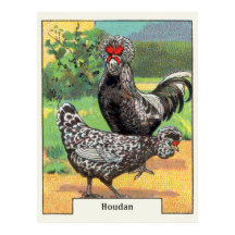 Vintag Houdan Chicken