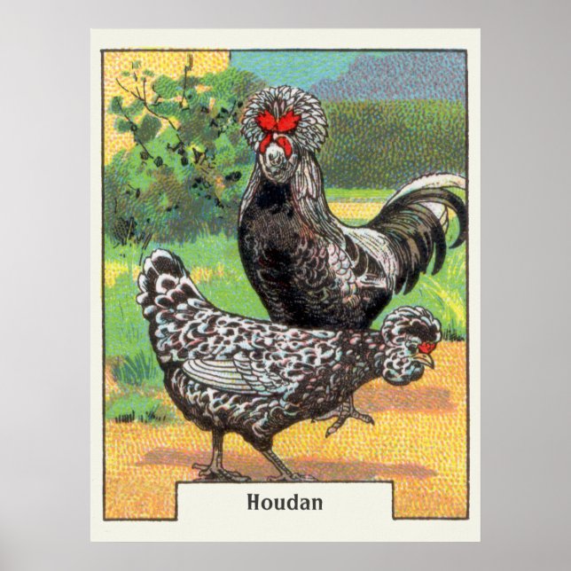 Vintag Houdan Chicken Poster (Vorne)
