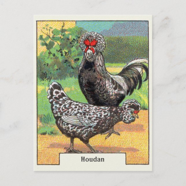 Vintag Houdan Chicken Postkarte (Vorderseite)