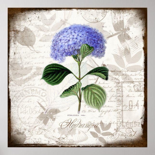 Vintag Hydrangea Poster (Vorne)