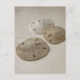 Vintag Inspiriert SandDollars Postkarte