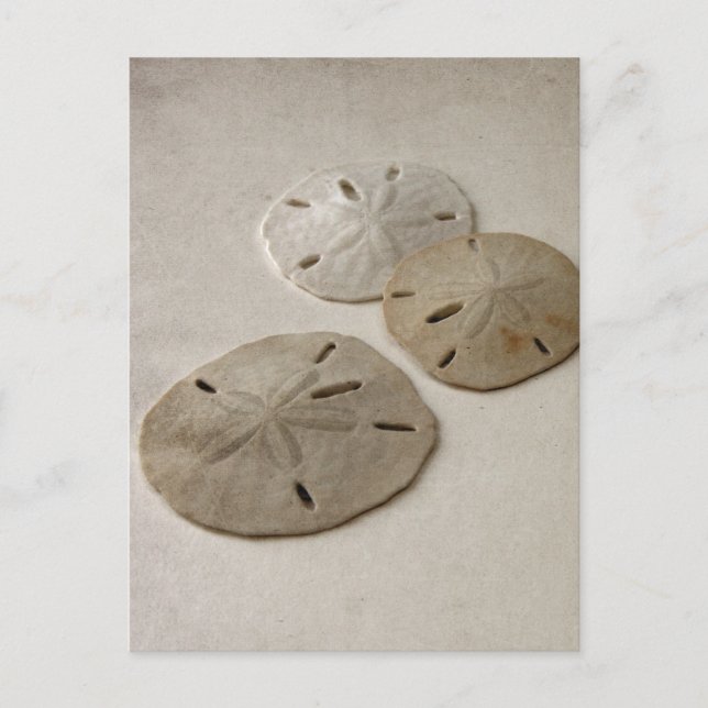Vintag Inspiriert SandDollars Postkarte (Vorderseite)