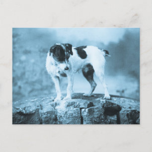 Vintag Jack Russell Cyan Tone Postkarte