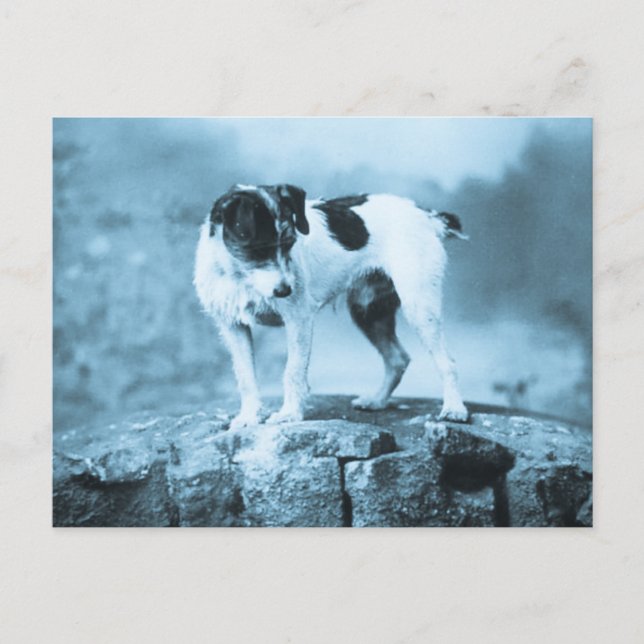 Vintag Jack Russell Cyan Tone Postkarte (Vorderseite)