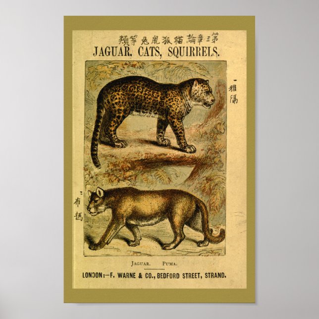 Vintag Jaguar Puma Katze Naturgeschichte drucken Poster (Vorne)