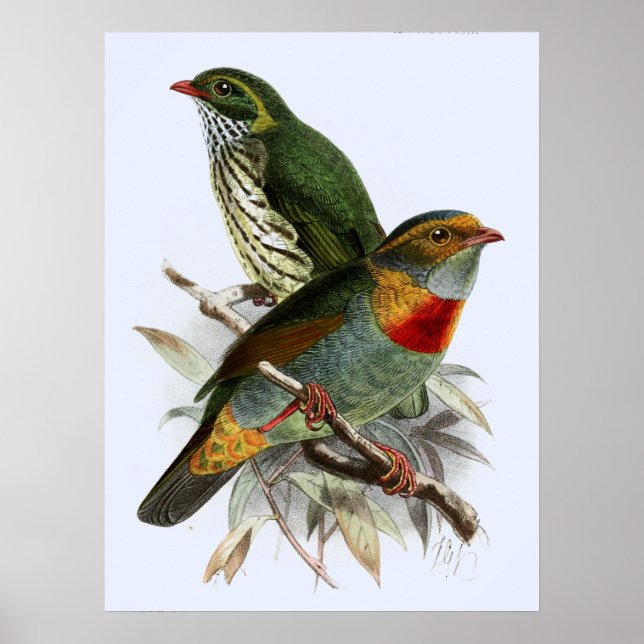 Vintag John Keulemans Red banded Fruiteater Poster (Vorne)