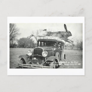 Vintag Kansas Jackrabbit Oddity Postkarte