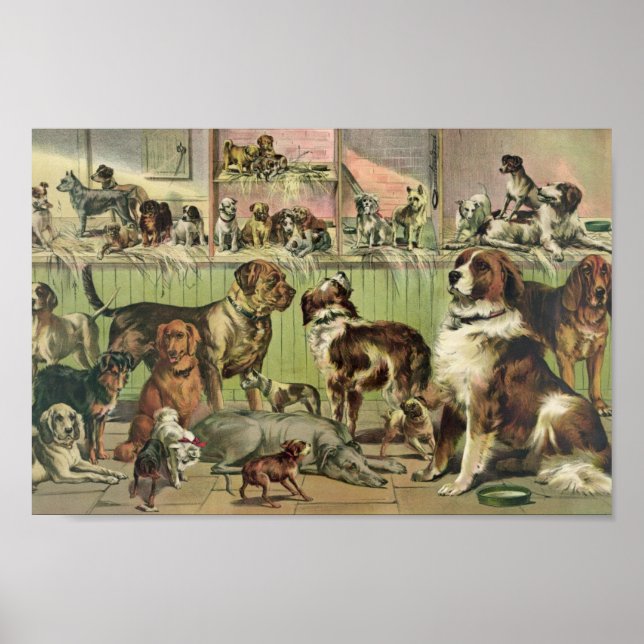Vintag Kennel Club Illustration Poster (Vorne)