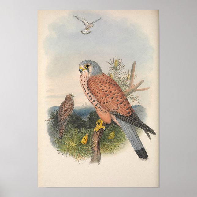 Vintag Kestrel Falcon Bird Poster (Vorne)