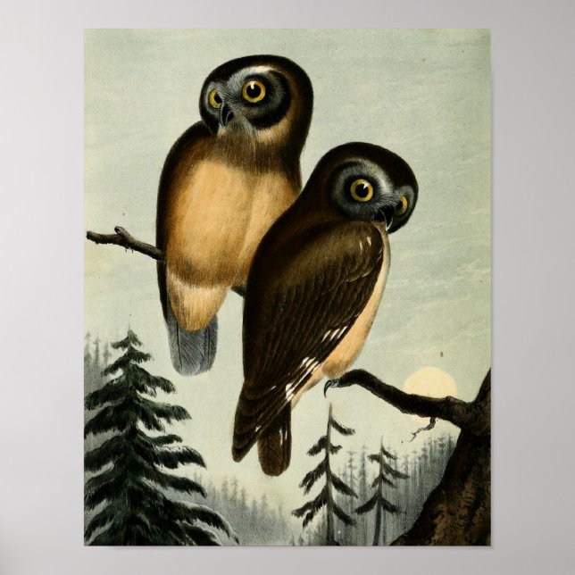 Vintag Kirtlands Owl Poster (Vorne)