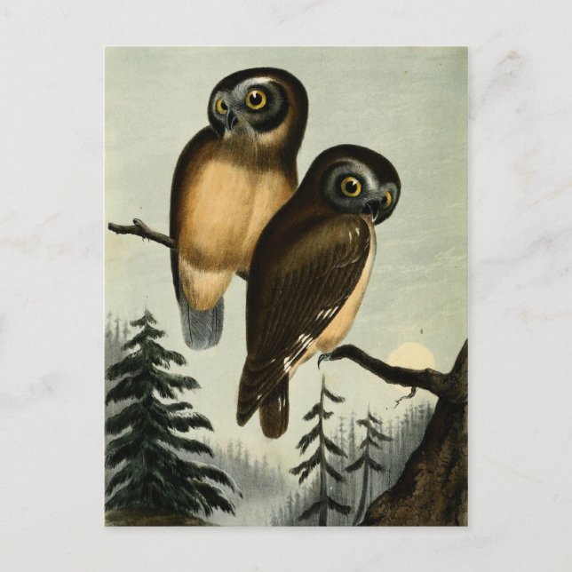 Vintag Kirtlands Owl Postkarte (Vorderseite)
