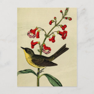 Vintag Kirtlands Warbler Bird Postkarte