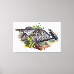 Vintag Koklass Pheasant Bird Leinwanddruck