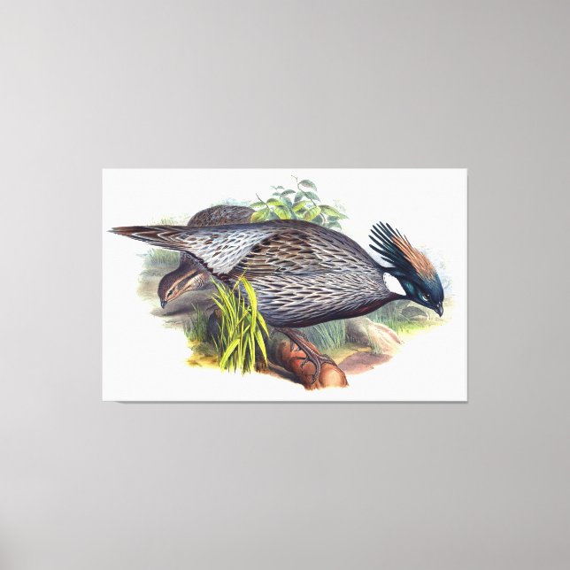 Vintag Koklass Pheasant Bird Leinwanddruck (Vorderseite)