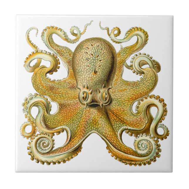 Vintag Kraken, Octopus Gamochonia, Ernst Haeckel Fliese (Vorderseite)